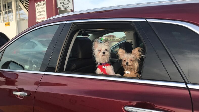 Best Cars For Traveling With A Pet And Dog Car Seats Ensure Everyone Has A Good Ride