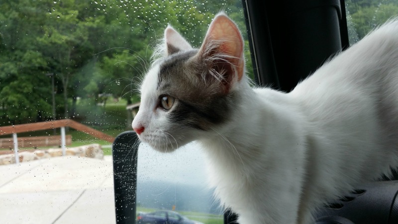 traveling pet