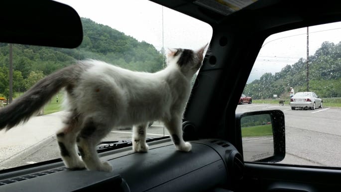 Tips for Traveling With Pets 5 A Girls Guide to Cars | Tips for Traveling With Pets - sbccats2