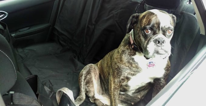 car dog seat cover