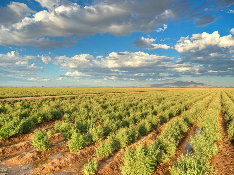 guayule field in Eloy AZ