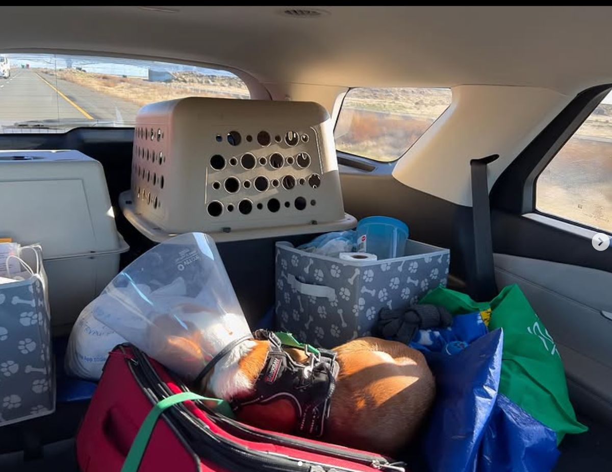 Operation Frodo Rescue Dogs