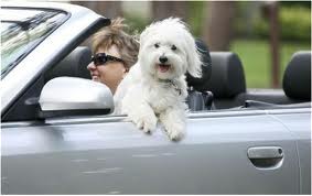 Pet Travel: Safety in Cars 4 A Girls Guide to Cars | Pet Travel: Safety in Cars - dog