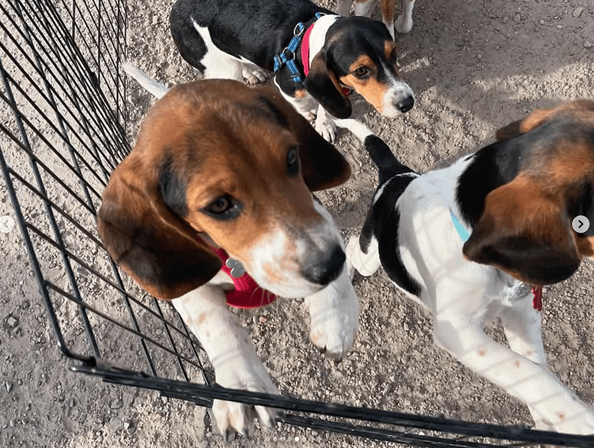 Operation Frodo rescue dogs