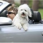 A Girls Guide To Cars | Pet Travel: Safety In Cars - Dog