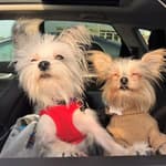 Dog Car Seatbelt Pet Restraint