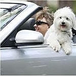 A Girls Guide To Cars | Pet Travel: Safety In Cars - Dog