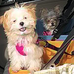 Adeina'S Dogs Love To Go For A Ride