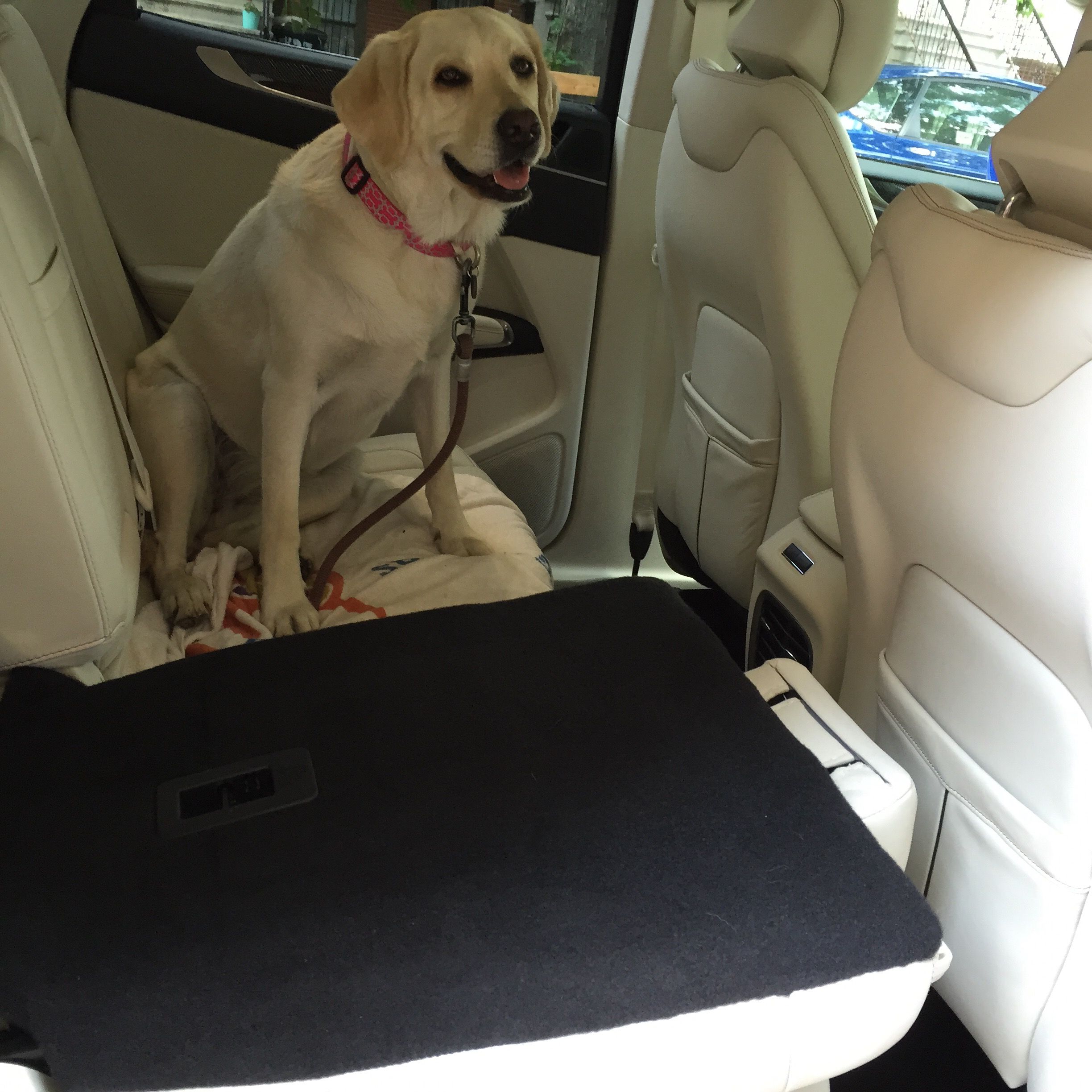 Traveling with a Dog: The Best Cars For Life on the Road With Fido 11 Best Cars For Traveling With A Dog