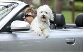 Pet Travel: Safety in Cars 2 A Girls Guide To Cars | Pet Travel: Safety In Cars - Dog