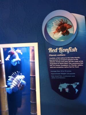 Behind The Seas Displays