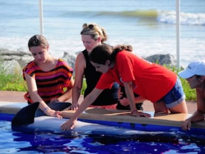 A Girls Guide To Cars | Making Friends With Roxy The Dolphin At Marineland, Florida - Ml2