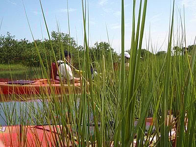 Seeing The Marsh Up Close