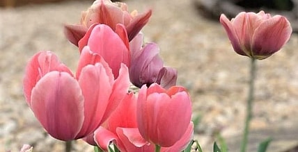 A Girls Guide To Cars | 5 Of The Best Day Trips From Fort Worth - Wacomagnoliaseedtulips E1618251446500