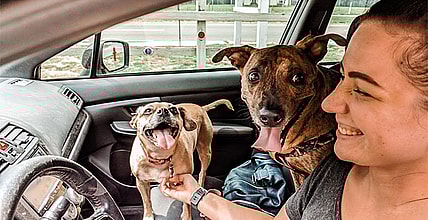 A Girls Guide To Cars | A Complete Guide To Road Tripping With Pets - Featured Image