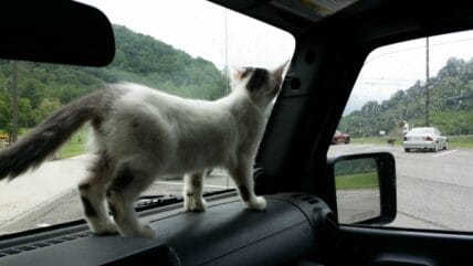 A Girls Guide To Cars | Tips For Traveling With Pets - Sbccats2