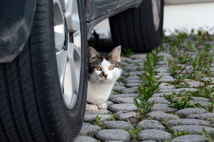 Traveling With Cats