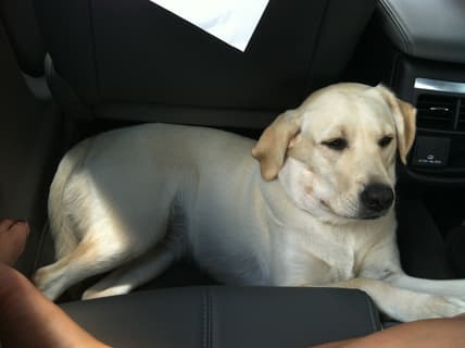 A Girls Guide To Cars | Is Your Dog A Member Of Your Family? - Pupincar
