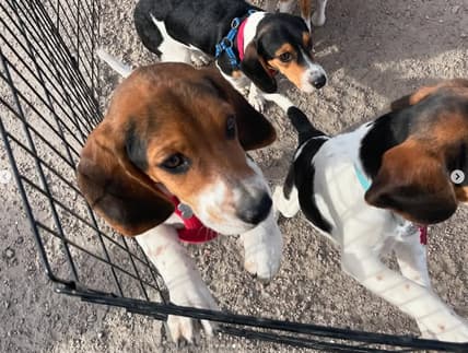 Operation Frodo Rescue Dogs