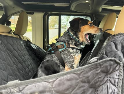 Bruce (Dog) In The Back Seat Of A Jeep Wrangler 4Xe