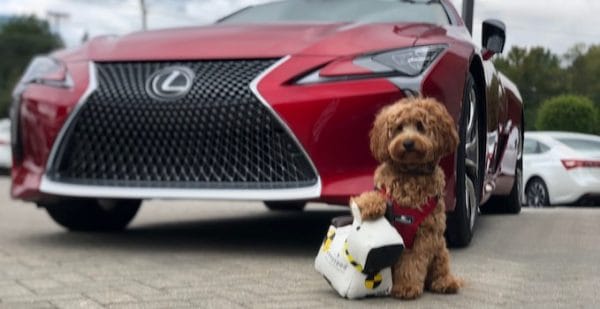 A Girls Guide To Cars | Lexus, Sleepypod And A Girls Guide To Cars Team To Teach Pet Travel Safety - Lexus Carlsbad Featured Image