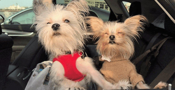 Dog Car Seatbelt Pet Restraint