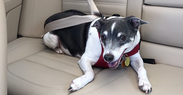 Sleepypod Pet Travel Harness and Carrier Review: Travel Safely, Fur Babies! 2 Eli Sleepypod Featured Image