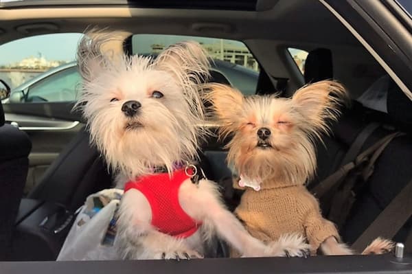 Dog Car Seatbelt Pet Restraint