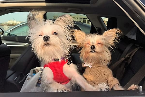The 9 Best Cars For Pet Travel, Because Our Fur Babies Are the Best Companions 14 Dog Car Seatbelt Pet Restraint