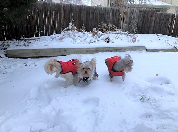 National Dress Up Your Pet Day