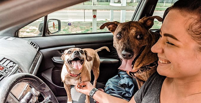A Girls Guide To Cars | A Complete Guide To Road Tripping With Pets - Featured Image