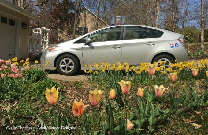 Toyota Prius And Springtime