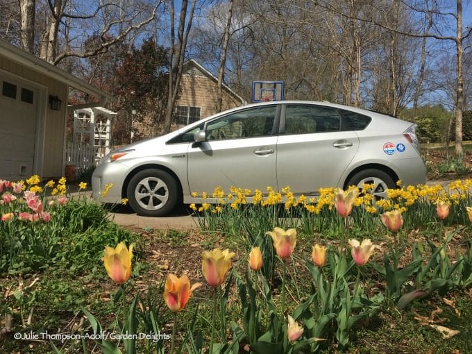 Toyota Prius And Springtime