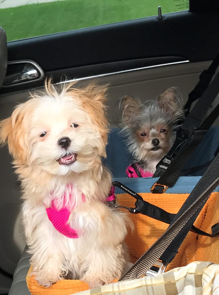 Adeina's dogs love to go for a ride