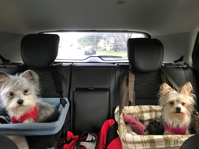 A Girls Guide To Cars | The 9 Best Cars For Traveling With Dogs—And Spoil Your Fur Babies - Buick Dog