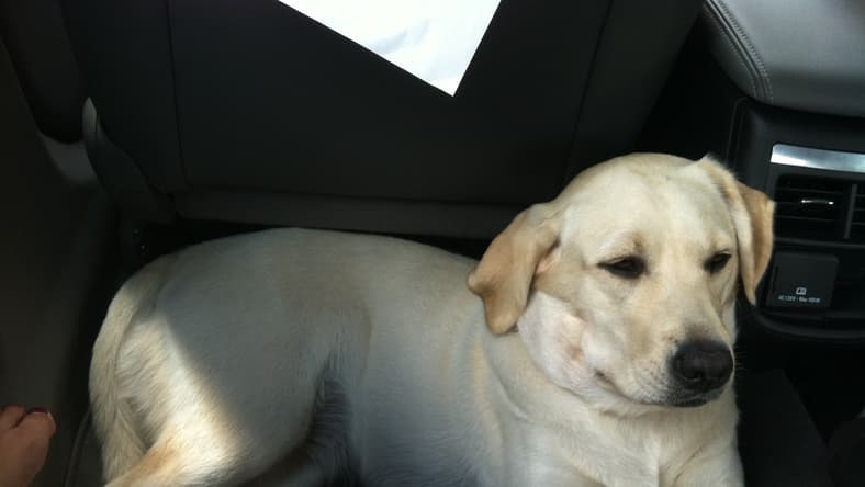 A Girls Guide To Cars | Is Your Dog A Member Of Your Family? - Pupincar