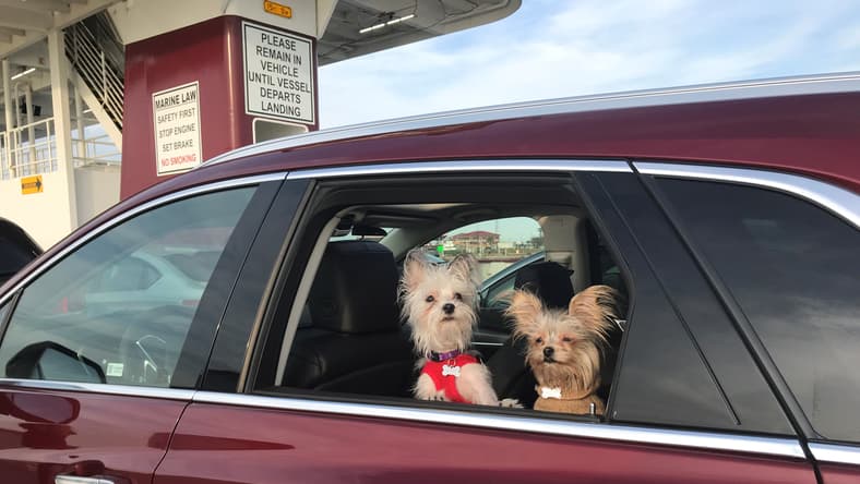 Best Cars For Traveling With A Pet And Dog Car Seats Ensure Everyone Has A Good Ride