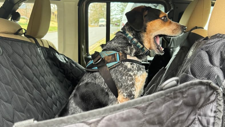 Bruce (Dog) In The Back Seat Of A Jeep Wrangler 4Xe