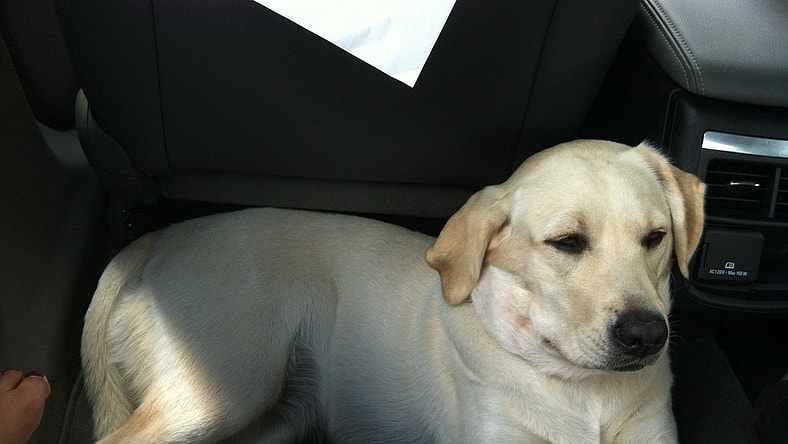 A Girls Guide To Cars | Is Your Dog A Member Of Your Family? - Pupincar