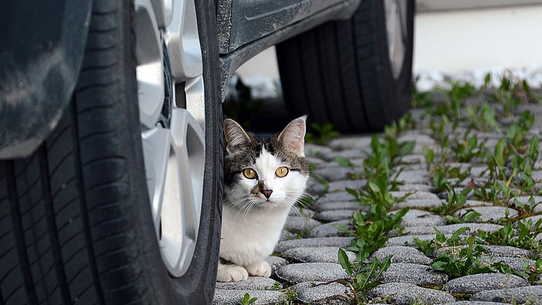 For Those Who Like Challenge and Adventure: How to Travel with a Cat 2 Traveling With Cats