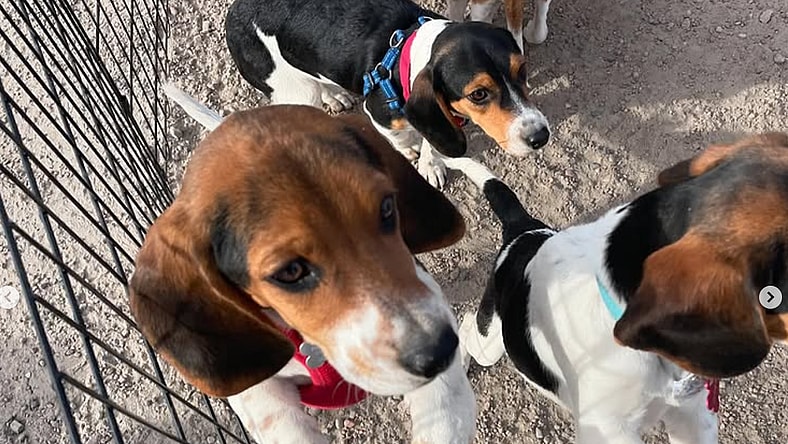 Operation Frodo Rescue Dogs