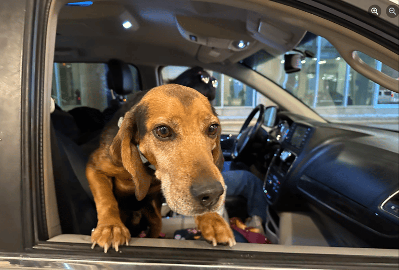 Fred The Rescue Dog Makes it 'Home' For Christmas: Operation Frodo, 20 Journalists and the 23 Rescue Dogs They Drove Cross Country 13 Fred The Beagle