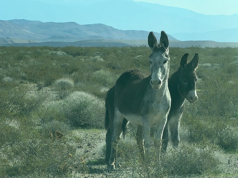 Finding Nature, And Burros On The Trail, Is The Goal Ford Explorer Tremor 