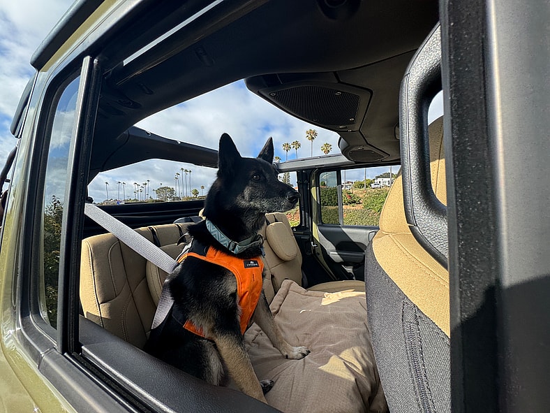 My Dog Enjoying The Ride In The 2025 Jeep Wrangler 4Xe Willys