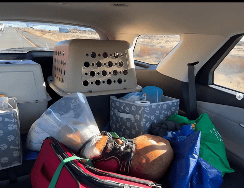 Fred The Rescue Dog Makes it 'Home' For Christmas: Operation Frodo, 20 Journalists and the 23 Rescue Dogs They Drove Cross Country 10 Operation Frodo Rescue Dogs