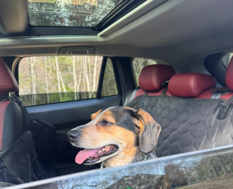 Dog In The Backseat Of The 2026 Mazda Cx-50