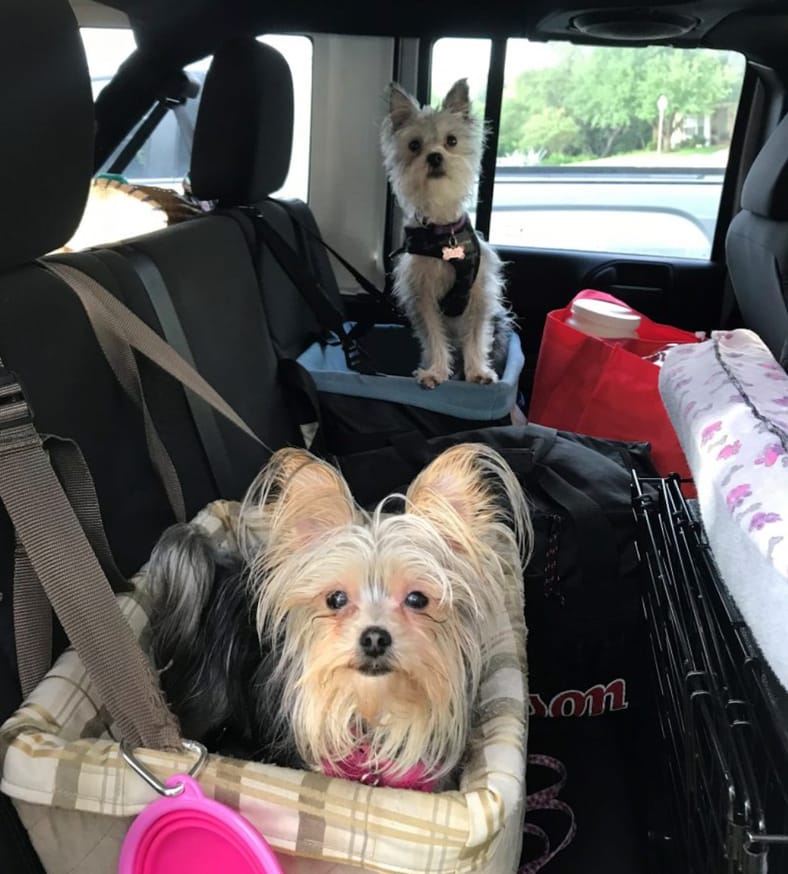 Traveling with a Dog: The Best Cars For Life on the Road With Fido 3 Molly And Riley In Their Car Seats