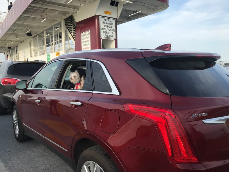 Traveling with a Dog: The Best Cars For Life on the Road With Fido 8 Molly And Riley In The Cadillac Xt5
