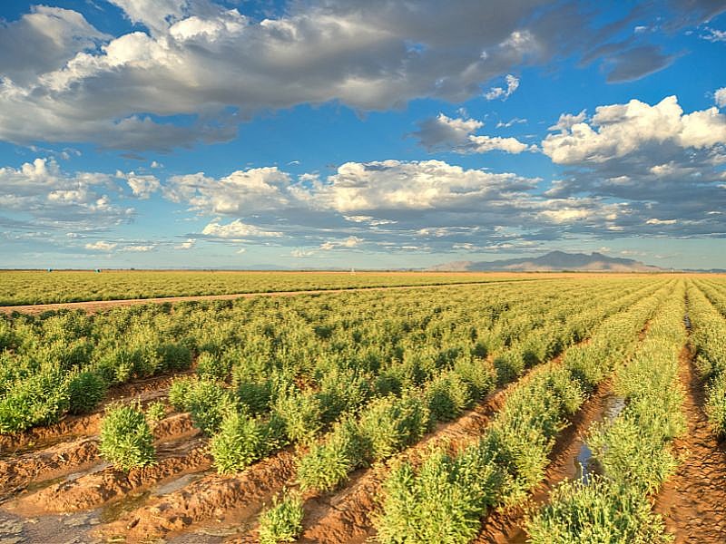 Guayule Field In Eloy Az