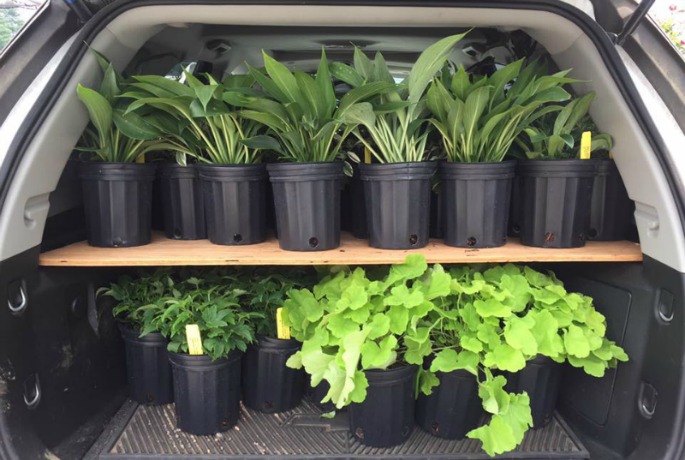 Dirty Secrets: Gardeners Share Their Tips and Tricks for How Best to Haul  Plants Home